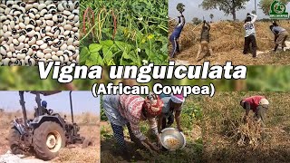 General cultivation of cowpeaVigna unguiculata in West Africa [upl. by Sacttler]