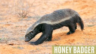 बिज्जू  Honey Badger  जानें क्या है honeybadger junglekiduniya wildlife kahani storytime yt [upl. by Lerrud]