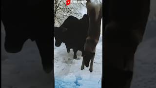 wild dogs vs sheep🦮 shorts animals wildlife [upl. by Anna-Maria]