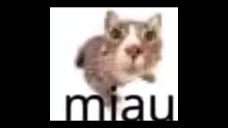 miau meme [upl. by Nosyla664]