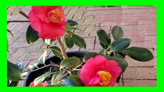 How To Grow Camellias in Pots  Camellia Plant Care in Containers [upl. by Nitz]