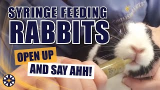 Syringe Feeding Rabbits [upl. by Ardekahs]