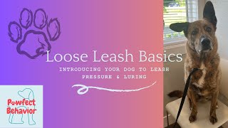 Loose Leash Basics Introducing Your Dog to Leash Pressure amp Luring 🐾 [upl. by Saqaw]