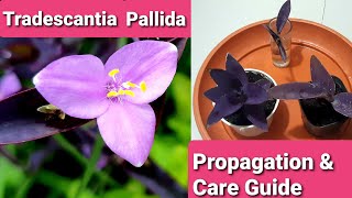 Tradescantia Pallida  Purple Heart Purple Queen Propagation amp Care Guide [upl. by Aggappe]