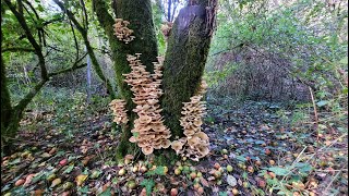 Armillaria mellea [upl. by Ylenats]