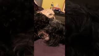 Watch My Dog Wipe My Kiss Off ☹️😂 [upl. by Ellerd]