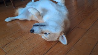 Hilarious Shiba Inu Falls Asleep in the Funniest Way 💤 [upl. by Maryn]