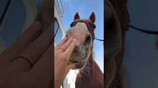 Donkeys droopy lip😭💙horses donkey equestrain subscribe [upl. by Ras]