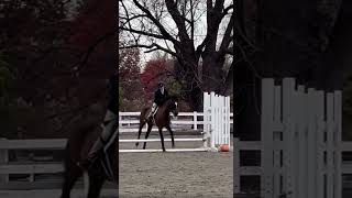 Montego was perfect winning two classes and ending with a reserve champion💗💗 [upl. by Ollie]