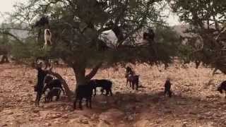 STRANGE BUT TRUE Goats Climbing amp Falling From Trees  Morocco  Unbelievable Travel Vlog [upl. by Eimmac]