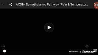 spinothalamic pathway [upl. by Ecnaiva792]