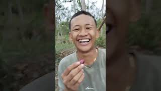 Buah Legend Juwet bisa di sebut Duek di daerah ku Brabe Maron Probolinggo [upl. by Doris]