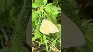 Common grass yellow butterfly Eurema hecabe butterfly nature green [upl. by Inar871]