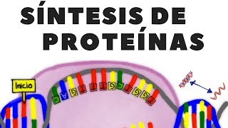 Transcripción de ADN traducción de ARN o síntesis de proteínas explicado [upl. by Ise]