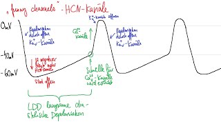 Physiologie HerzKreislauf 3 – Elektrophysiologie des Herzens [upl. by Eiuqcaj]