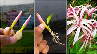 Best method for growing crinum asiaticum at home  Easy method for gardening [upl. by Chatav]