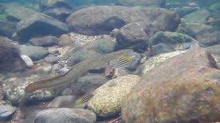 Longfin Eel Daintree Rainforest Australia [upl. by Reisfield]