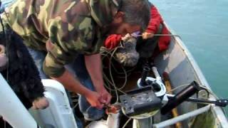 Fishing for Alaskan Halibut with a skate in Wrangell AK with a few locals [upl. by Dixon]