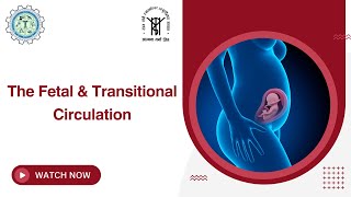 The Fetal amp Transitional Circulation Explained  Understanding Fetal Heart Development [upl. by Conard98]