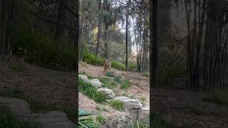 SumatranTigers TigerTrail SaveTigers EndangeredSpecies SanDiegoZoo Wildlife SafariPark tiger [upl. by Schlessel617]