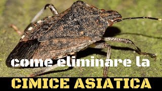 Cimice asiatica come combatterla [upl. by Cilurzo]