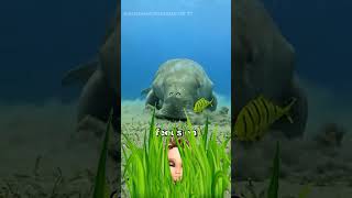 Sea cow amazingfacts telugufacts interstingfactsintelugu shorts [upl. by Elbys]