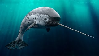 Narwhal  Amazing Animal [upl. by Turnheim477]