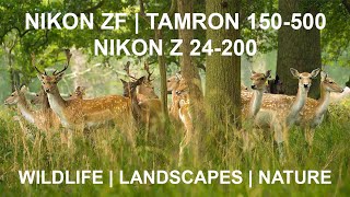 Nikon ZF 10Bit NLOG  Tamron 150500  Z 24200  Wildlife amp Landscapes [upl. by Niwdog751]