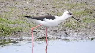 BlackWinged Stilt Marshside RSPB 25422 1 [upl. by Gnous301]