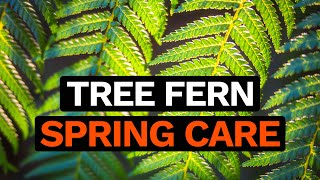 Tree Fern Spring Care  Dicksonia Antartica Feeding Watering amp Frost Protection [upl. by Nairred]