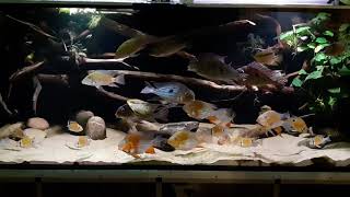 1000Liter Becken Geophagus Tank [upl. by Waldner]