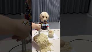 This dog is picky when eating noodlesThe dogs thoughts are written on h [upl. by Breanne]