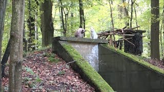 Siamese Cats explore German Spooky Fairy Tail Forest Part 2 quotNew Trail Bunker etcquot OffLeash [upl. by Renny]