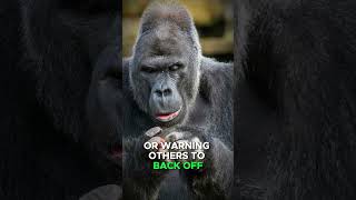 Vocalizations Unlocking Gorilla Communication Secrets [upl. by Corrina]