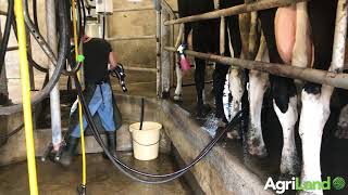 Milking 46 cows through a 6unit milking parlour in Co Mayo [upl. by Seafowl]