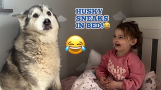 Cheeky Husky Sneaks Into Babies Bedroom Baby Catches Her amp Reads Her Books😭 HIDDEN CAMERA [upl. by Aicatsana431]