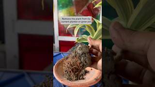 Indoor Plant Repotting Tips Songs of India Plant Repotting Dracaena Reflexa🪴shortsgardenviral [upl. by Gnos416]