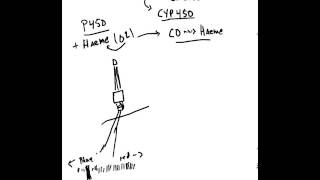 What are Cytochrome P 450 Enzymes [upl. by Sueaddaht]