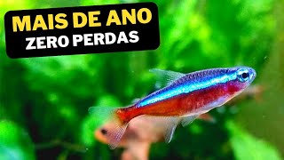 COMO MANTER PEIXE TETRA NEON NO AQUÁRIO [upl. by Ader]