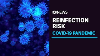 COVID reinfections surging in the latest Omicron wave  ABC News [upl. by Arlen]