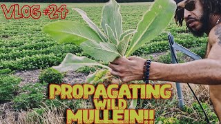 VLOG 24 Propagating Wild Mullein Plants and Harvesting Them [upl. by Pavel66]