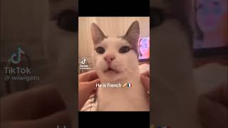 French cat meow shorts meme [upl. by Ahsia705]