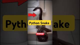 Python Snake ❗😱 shorts youtubeshorts snake [upl. by Ultima852]