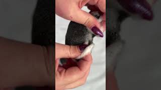 ASMR dry vs soapy sanding sponges rip rippingsponges satisfying dryspongeripping asmr [upl. by Maon44]