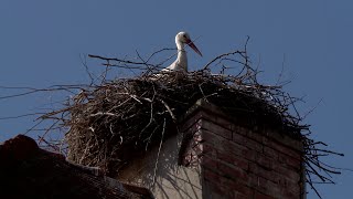 À Sarralbe les cigognes sont partout [upl. by Hteik]