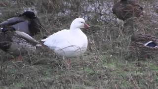 Rosss Goose at Marshside [upl. by Kaehpos]