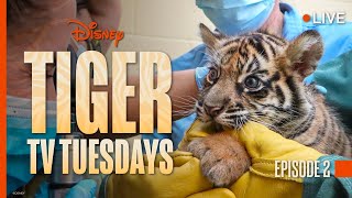 Tiger Tuesday Live Watch Bakso amp Mom’s Second Week at Disney’s Animal Kingdom [upl. by Ileyan]