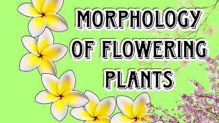 Morphology of Flowering plants the beauty of nature [upl. by Duarte]