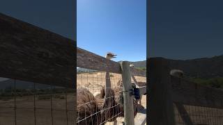 Found this ostrich and emu farm is Solvang California [upl. by Nave]