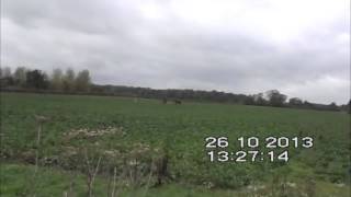 Waveney Harriers Kill  Raveningham Estate 26102013 [upl. by Okorih]